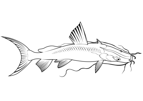 Giant River Catfish (Sperata Seenghala) Coloring Page